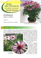Echinacea specie e varietà Edizione 2012 - Scheda di coltivazione 