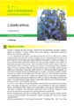 Lobelia erinus II edizione - Scheda di coltivazione 