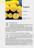 Tagetes - Scheda di coltivazione 