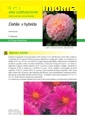 Dahlia x hybrida III edizione - Scheda di coltivazione 