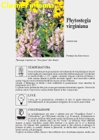 Phytostegia virginiana Scheda di coltivazione 