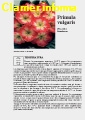 Scheda di coltivazione Primula vulgaris