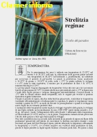 Strelitzia reginae - Scheda di coltivazione 