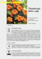 Thumbergia alata - Scheda di coltivazione 