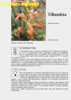 Tillandsia - Scheda di coltivazione 