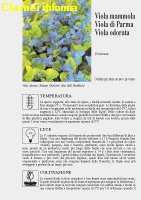 Viola Mammola, di Parma, Odorata Scheda di coltivazione 