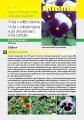 Scheda di coltivazione Viola wittrockiana