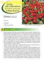 Zinnia violacea - III Edizione 2012 - Scheda di coltivazione 