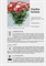 Dianthus barbatus - Scheda di coltivazione