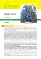 Lobelia erinus II edizione - Scheda di coltivazione