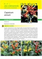 Capsicum annum (peperoncino) - Scheda di coltivazione