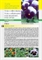 Scheda di coltivazione Viola wittrockiana
