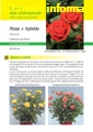 Rosa x hybrida III edizione (coltura da vaso fiorito) - Scheda di coltivazione