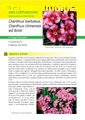 Dianthus barbatus, D. chinensis e ibridi - Scheda di coltivazione