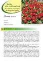 Zinnia violacea - III Edizione 2012 - Scheda di coltivazione