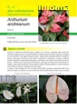 Anthurium Andreanum II edizione - Scheda di coltivazione