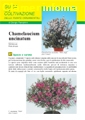 Chamelaucium uncinatum (fiore di cera) - Scheda di coltivazione