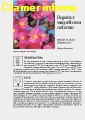 Scheda di coltivazione Begonia Semperflorens