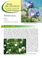 Freesia hybrida - II Edizione 2012 - Scheda di coltivazione