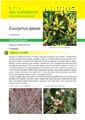 Euonymus specie - Scheda di coltivazione