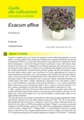 Exacum affine - Scheda di coltivazione