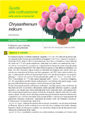 Chrysanthemum indicum (crisantemo da vaso a coltura programmata e naturale) - Scheda di coltivazione
