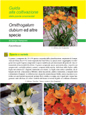Ornithogalum dubium e altre specie - Scheda di coltivazione