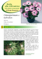 Osteospermum III ed 2013